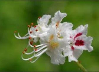 Настойка цвета каштана, 90мл- фото № 5