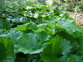 Сок листа майского лопуха-380грн 550мл- фото № 1