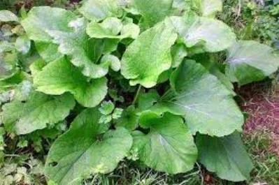 Сок листа майского лопуха-380грн 550мл- фото № 3