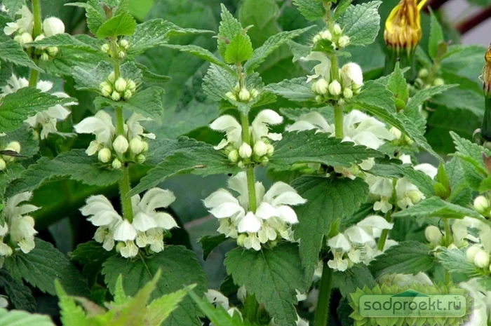 Сок яснотки белой, 210 мл- фото № 3