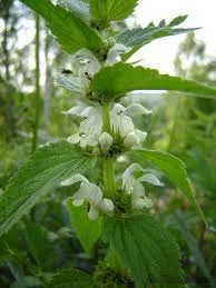 Сок яснотки белой, 210 мл- фото № 4