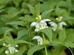 Сок яснотки белой – природное средство для здоровья- фото № 5