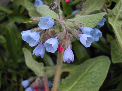 Настойка корня окопника, 100мл- фото № 1