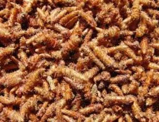 Почки сосны- фото № 1