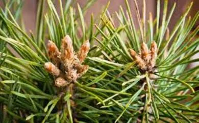 Почки сосны- фото № 4
