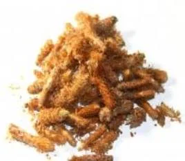 Почки сосны- фото № 5