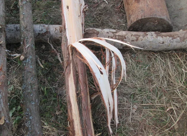 Кора можжевельника, Карпат, эко натур Juniperus communis- фото № 3