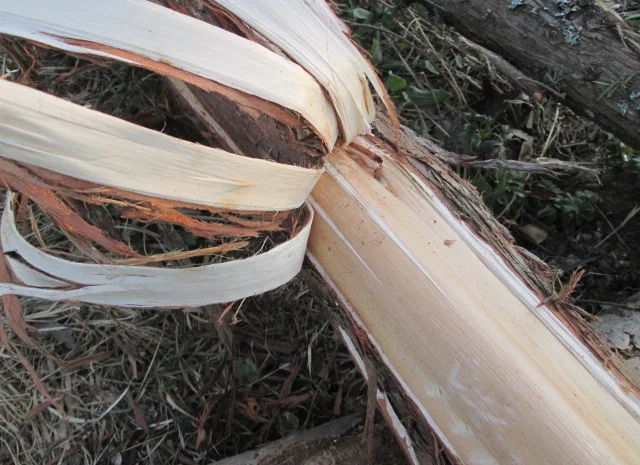 Кора можжевельника, Карпат, эко натур Juniperus communis- фото № 8