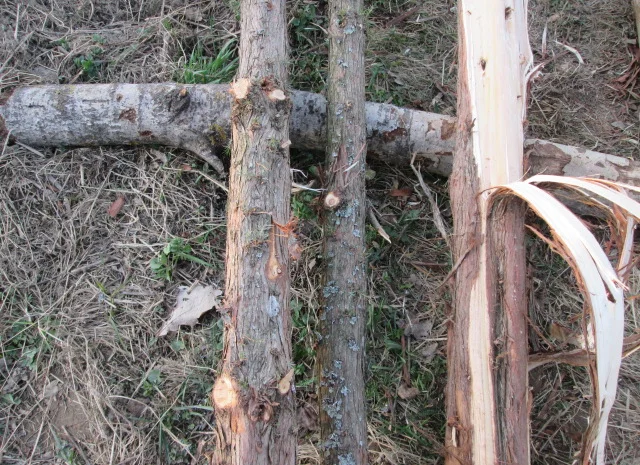 Можжевельник древесина, ветки, иглы, хвоя- фото № 4