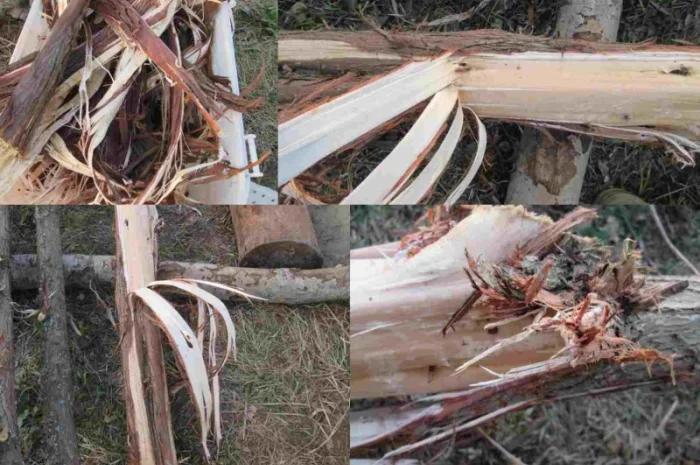 Можжевельник древесина, ветки, иглы, хвоя- фото № 5