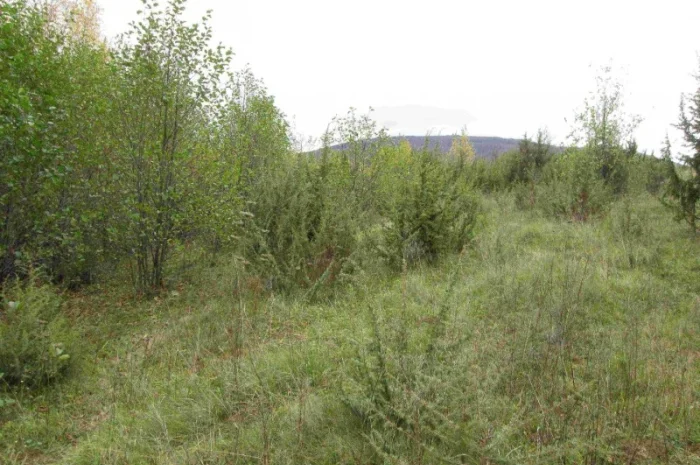 Можжевельник Juníperus корень- фото № 1