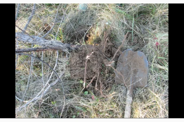 Можжевельник Juníperus корень- фото № 2