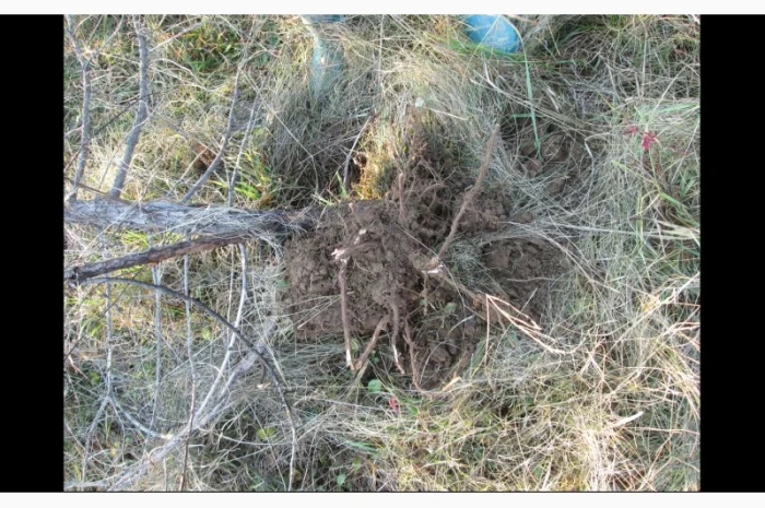 Можжевельник Juníperus корень- фото № 4