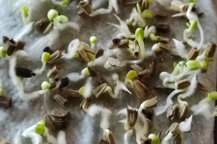 Продам насіння ехінацеї пурпурової- фото № 2