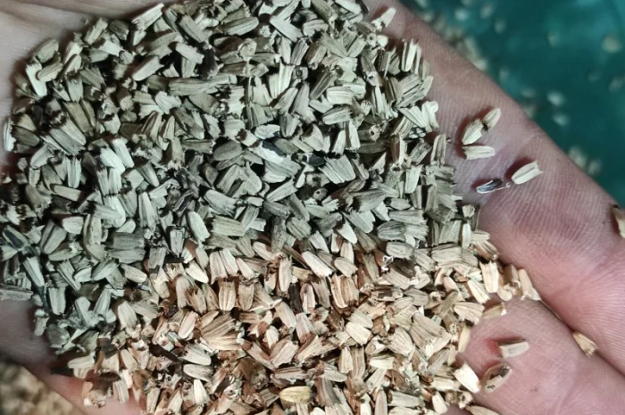 Продам насіння ехінацеї пурпурової- фото № 4