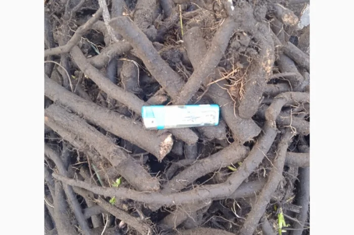 Продам живокіст - Окопнік- фото № 1