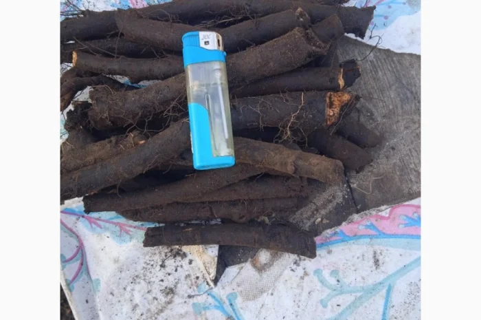 Продам живокіст - Окопнік- фото № 2