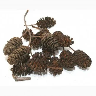 Продам шишки ольхи- фото № 1