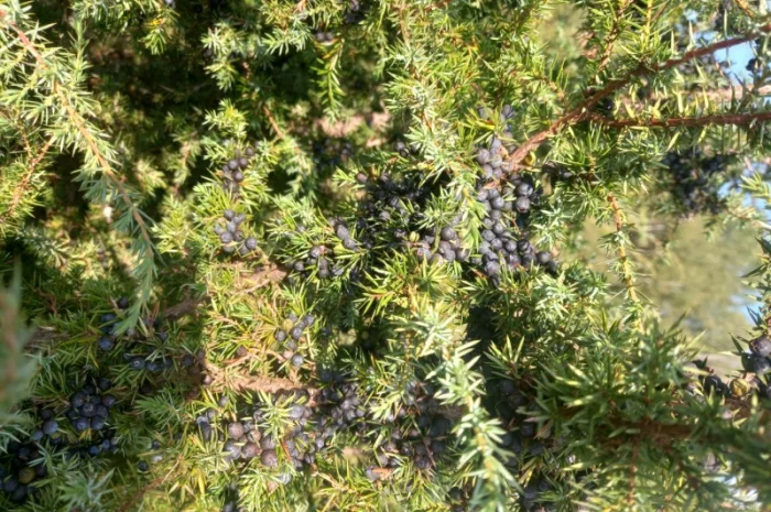 Продам Можжевельник Ялівець- фото № 1