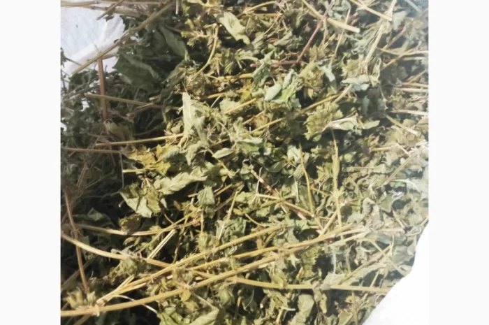 Продам суху мелісу лимонну- фото № 1