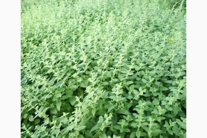 Продам суху мелісу лимонну- фото № 2