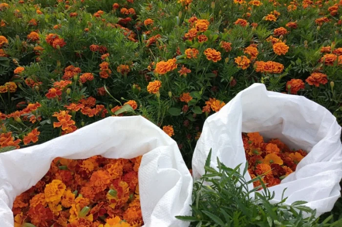 Продам сухі квіти чорнобривців (переважно темного кольору)- фото № 2