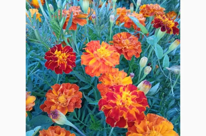 Продам сухі квіти чорнобривців (переважно темного кольору)- фото № 3