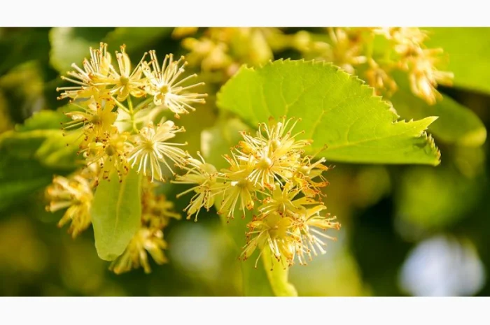 Липа цвет- фото № 1