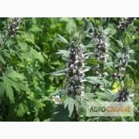 Пустирник – трав'яний засіб для здоров'я- фото № 1