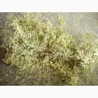 Цвет бузины- фото № 1