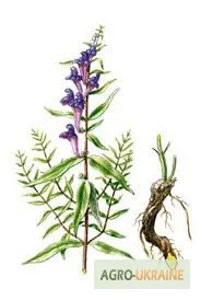 Шлемник байкальський, трава- фото № 1