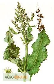 Щавель конский, корень- фото № 1