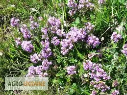 Продажа чабреца со склада в Запорожье- фото № 1