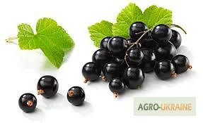 Продаж чорної смородини зі складу- фото № 1