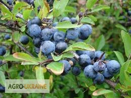 Продажа плодов терена со склада в Запорожье- фото № 1