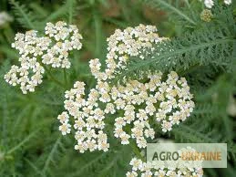 Продаж трава Тисячолистник- фото № 1