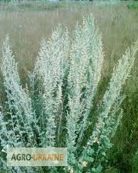 Полынь, трава- фото № 1