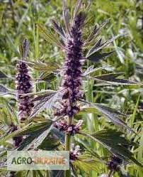 Пустырник, трава- фото № 1