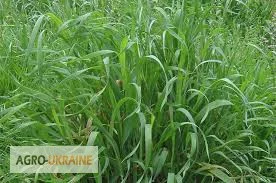 Пырей- фото № 1