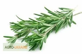 Розмарин- фото № 1