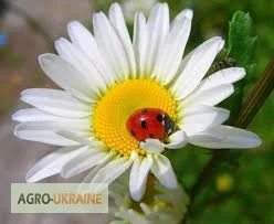 Ромашка- фото № 1