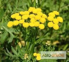 Пижма- фото № 1