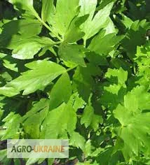 Любысток, корень- фото № 1