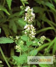 Котовник – трава для здоровья- фото № 1