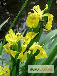 Ирис болотный, корень- фото № 1