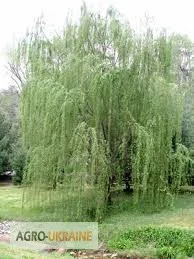 Ива, кора- фото № 1