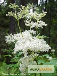 Гадючник, корень- фото № 1