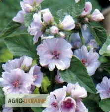 Алтей, трава- фото № 1