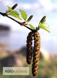 Береза, почки- фото № 1