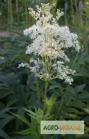 Лабазник, корень- фото № 1